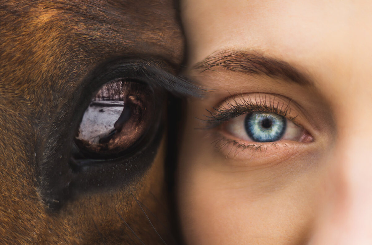a horse face next to a human face